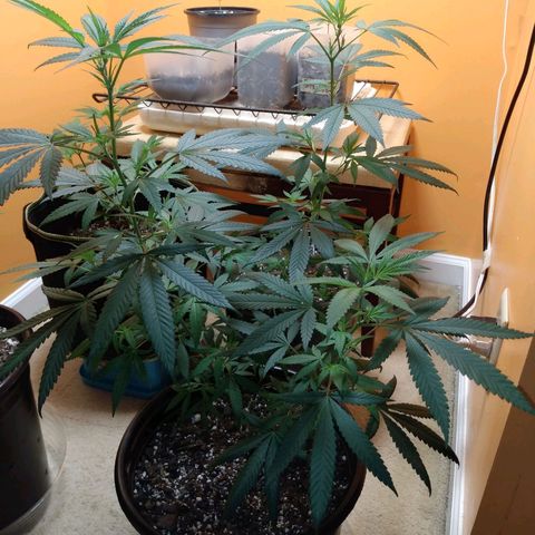 ODB  growlog timeline photo