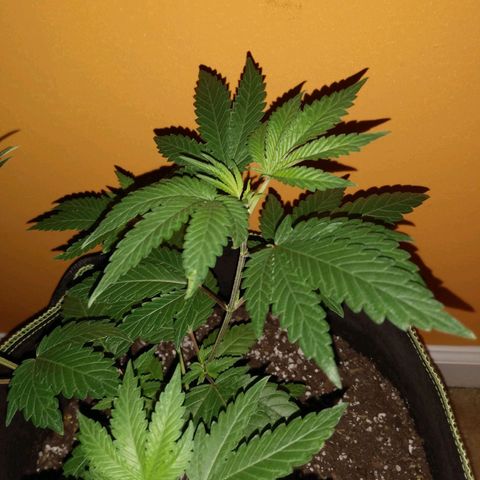 Northern Maine Lights #1 growlog timeline photo