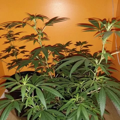 ODB  growlog timeline photo