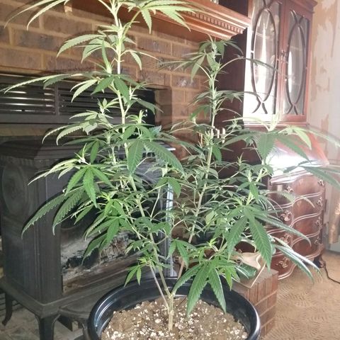 ODB  growlog timeline photo