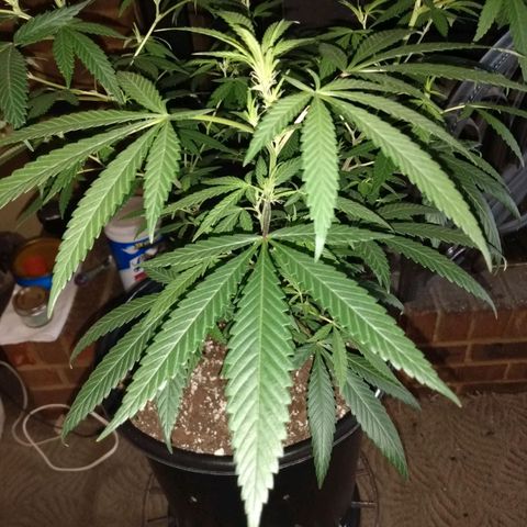 ODB  growlog timeline photo