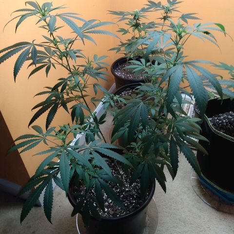 ODB  growlog timeline photo