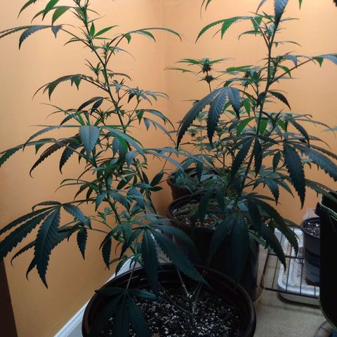 ODB  growlog timeline photo