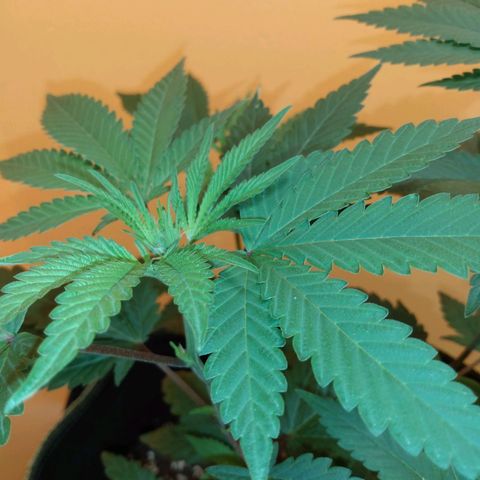 Northern Maine Lights #1 growlog timeline photo