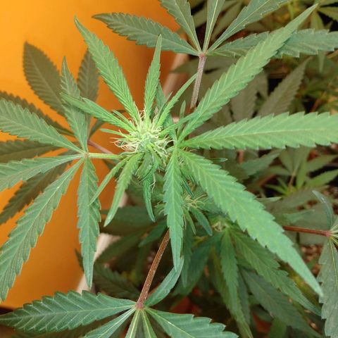 ODB  growlog timeline photo