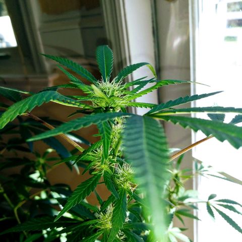 ODB  growlog timeline photo