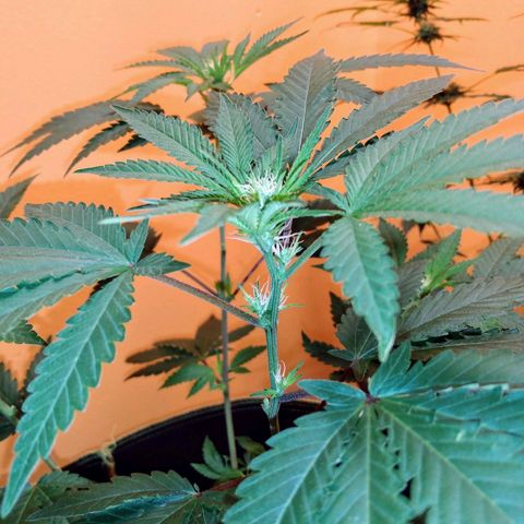 Northern Maine Lights #1 growlog timeline photo