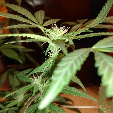 ODB  growlog timeline photo