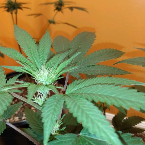 Northern Maine Lights #1 growlog timeline photo