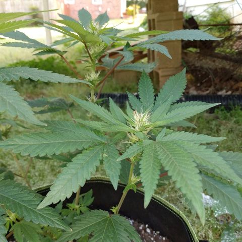 Northern Maine Lights #1 growlog timeline photo