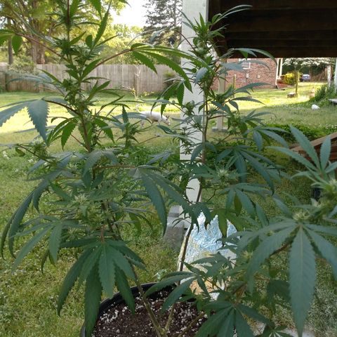 ODB  growlog timeline photo