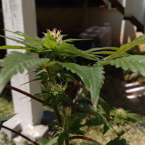 Northern Maine Lights #1 growlog timeline photo