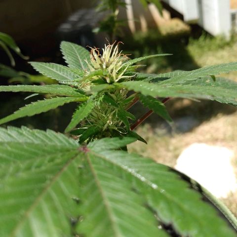Northern Maine Lights #1 growlog timeline photo