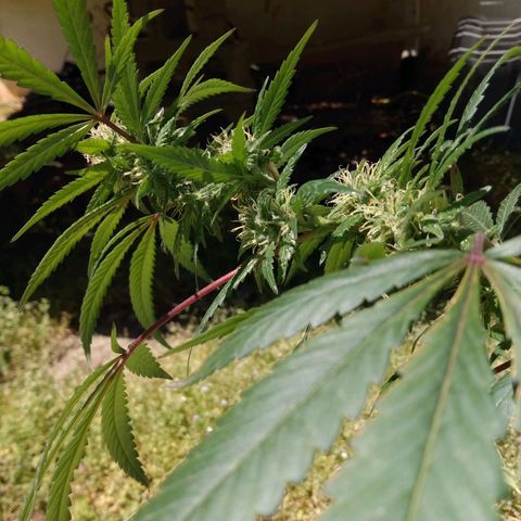 ODB  growlog timeline photo