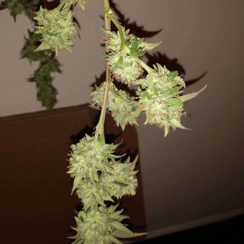 ODB  growlog timeline photo