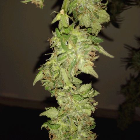ODB  growlog timeline photo