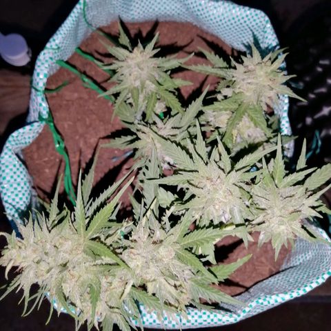 Banana monkey growlog photo: A month away from harvest more or less