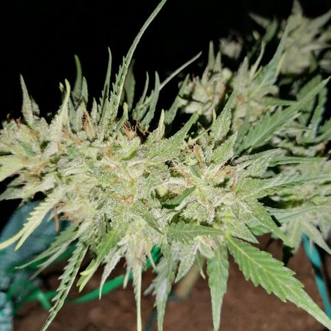 Banana monkey growlog photo: A month away from harvest more or less
