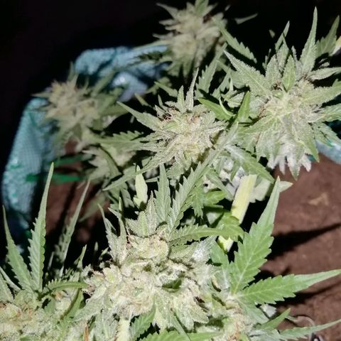 Banana monkey growlog photo: A month away from harvest more or less