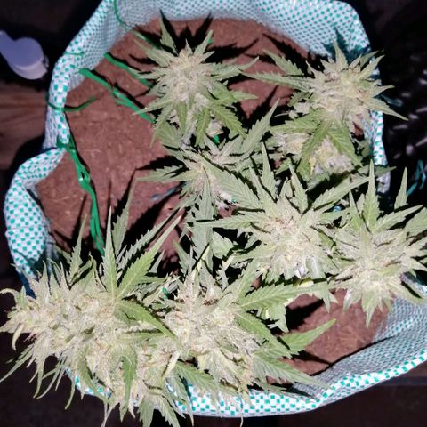 Banana monkey growlog photo: A month away from harvest more or less