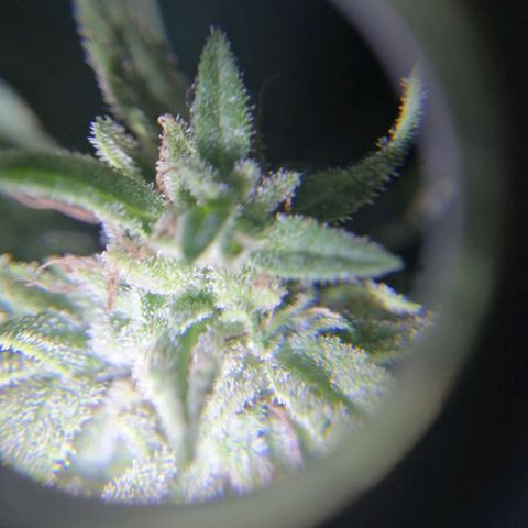 Banana monkey growlog timeline photo