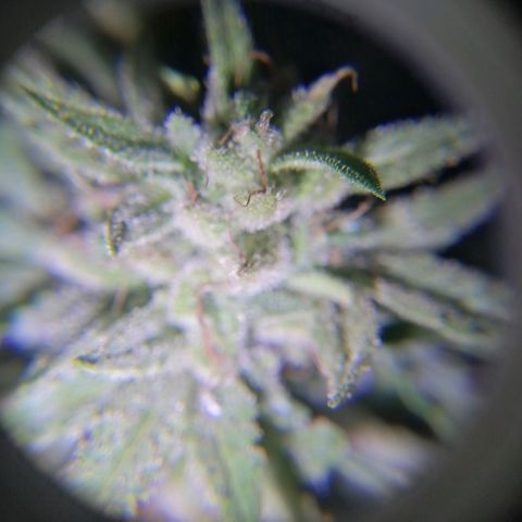 Banana monkey growlog timeline photo