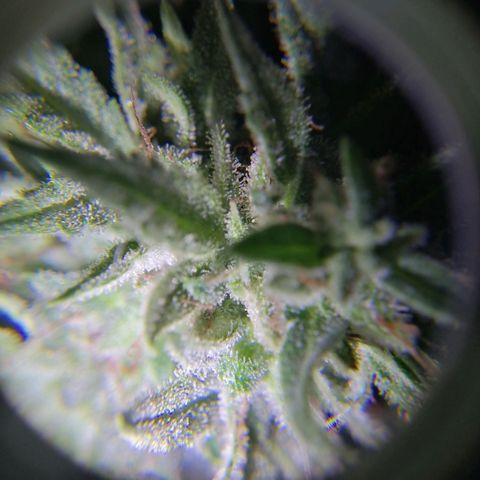 Banana monkey growlog timeline photo
