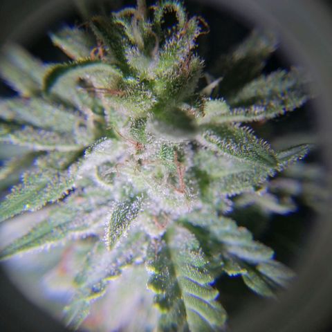 Banana monkey growlog timeline photo