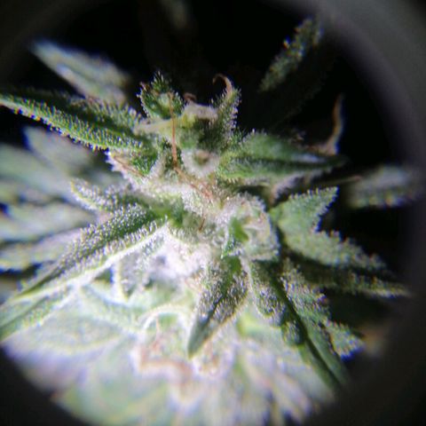 Banana monkey growlog timeline photo