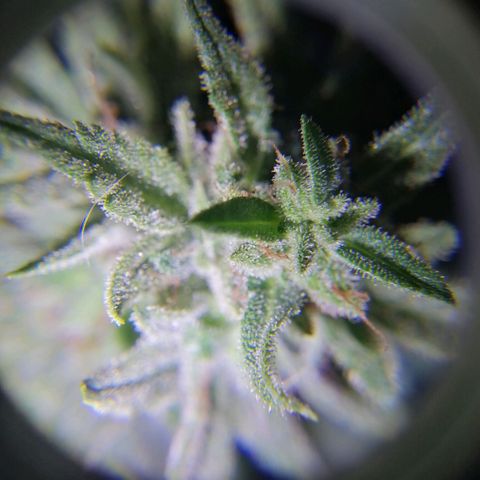 Banana monkey growlog timeline photo