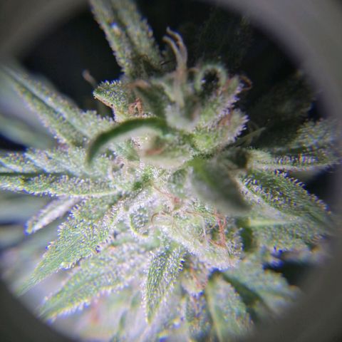 Banana monkey growlog timeline photo