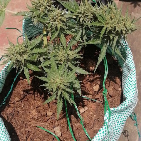Banana monkey growlog timeline photo
