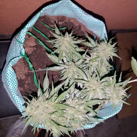 Banana monkey growlog timeline photo