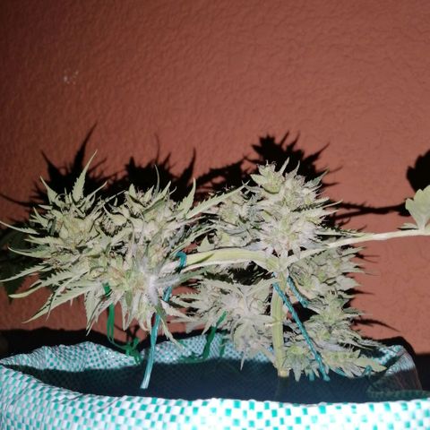 Banana monkey growlog timeline photo
