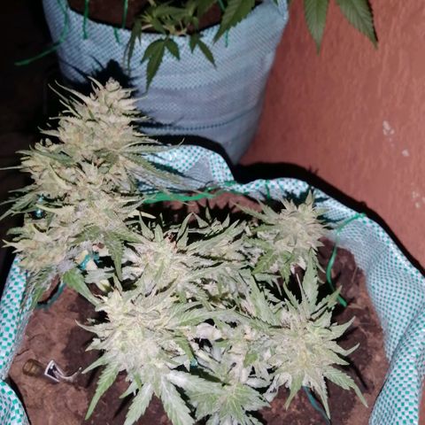 Banana monkey growlog timeline photo