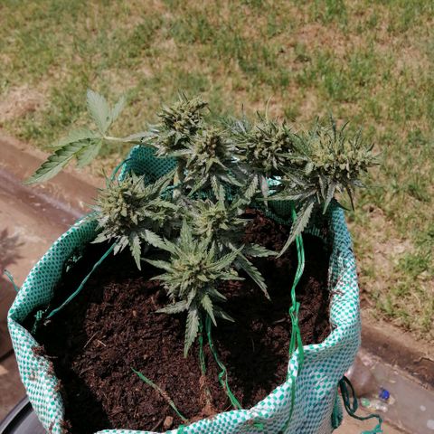 Banana monkey growlog timeline photo