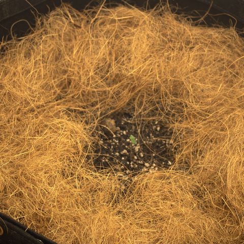 Bela BB (38L) growlog photo: Um led 100% e outro c/ dimmer 60%