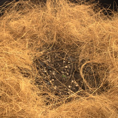 Minha Nega (38L) growlog photo: Um led 100% e outro c/ dimmer 60%