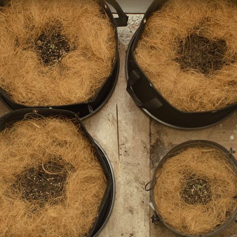 Maria Doce - MD (38L) growlog photo: Um led 100% e outro c/ dimmer 60%
