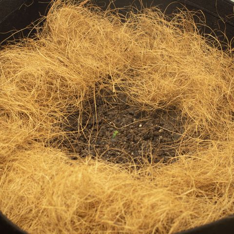 Maria Doce - MD (38L) growlog photo: Um led 100% e outro c/ dimmer 60%