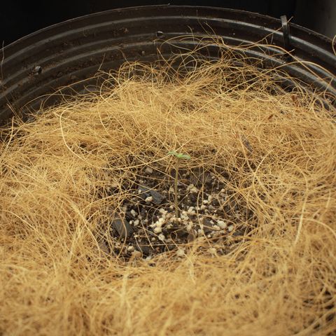 Gelato Hash (11L) growlog photo: Um led 100% e outro c/ dimmer 60%