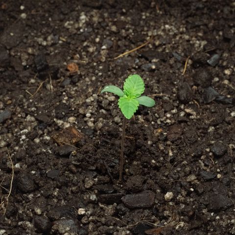 Bela BB (38L) growlog photo: Crescendo saudável