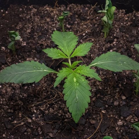 Bela BB (38L) growlog timeline photo