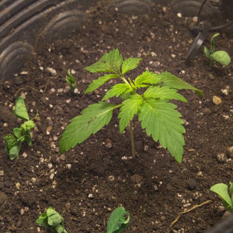Gelato Hash (11L) growlog timeline photo