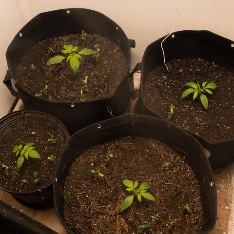 Gelato Hash (11L) growlog timeline photo