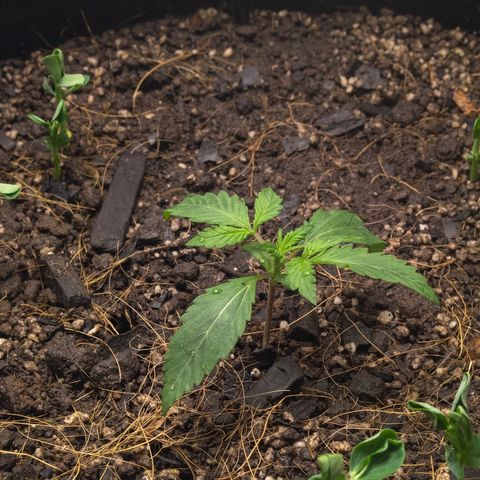 Minha Nega (38L) growlog timeline photo