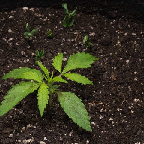 Maria Doce - MD (38L) growlog timeline photo