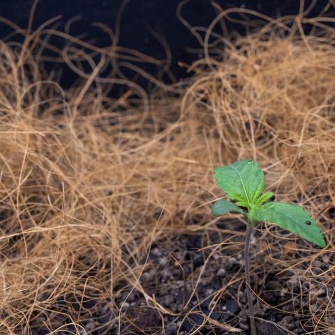 Bela BB (38L) growlog photo: Germ. plantas companheiras