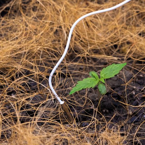 Maria Doce - MD (38L) growlog photo: Germ. plantas companheiras