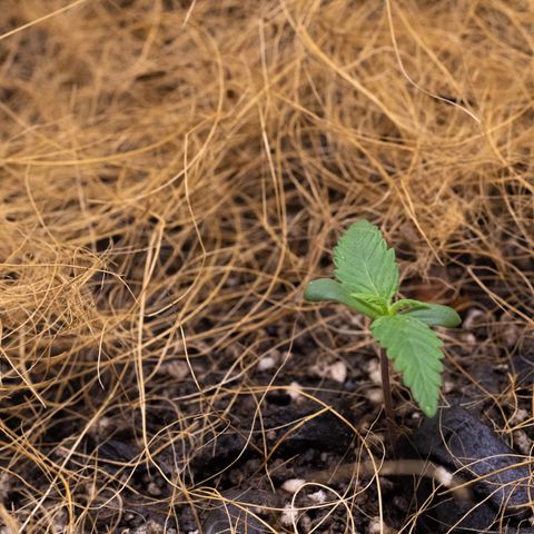 Minha Nega (38L) growlog photo: Germ. plantas companheiras